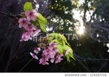<Spring in Goto> Kawazu cherry blossoms at dawn in Onidake Arboretum 124287238