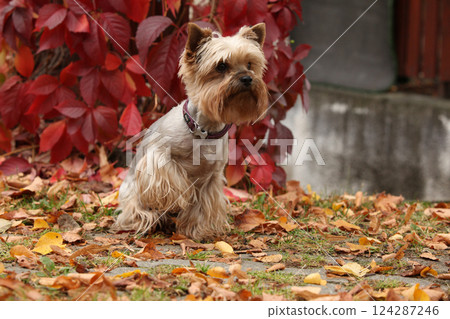 Nice Jorkshire terrier in front of red leaves Nice Jorkshire terrier in front of red leaves 124287246