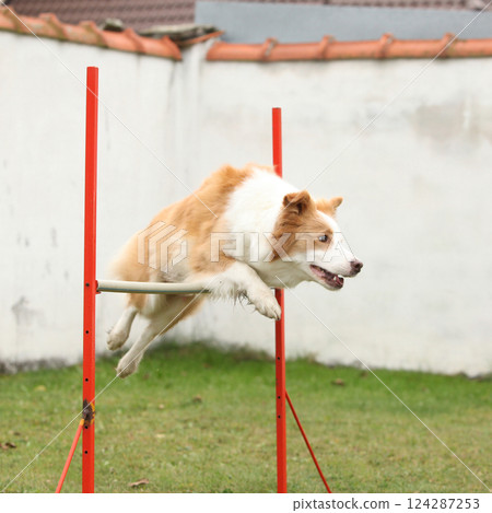 Potrait of amazing border collie training agility 124287253