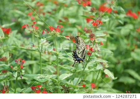 Swallowtail butterfly resting on a red pentas flower Swallowtail butterfly resting on a red pentas flower 124287271