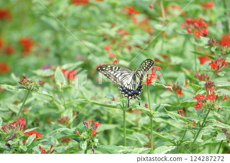 Swallowtail butterfly and red pentas 124287272