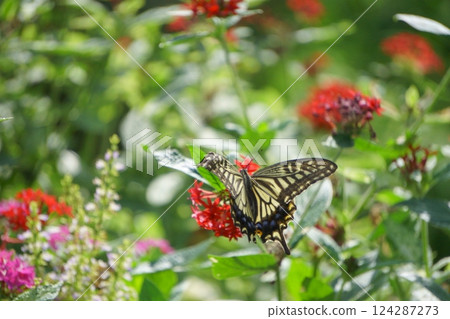 A swallowtail butterfly comes to suck nectar from a pentas A swallowtail butterfly comes to suck nectar from a pentas 124287273