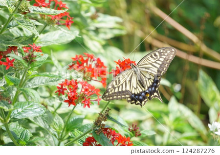 紅色花朵與蝴蝶：五星蝶與燕尾蝶 124287276