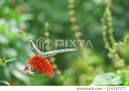 一隻燕尾蝶從紅色五星花中飛出 124287277