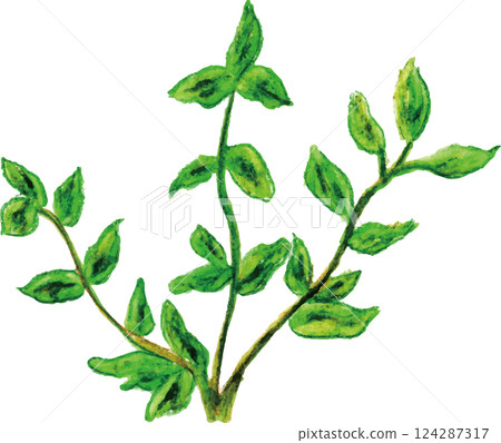 芳香精油草本馬鬱蘭 芳香精油草本馬鬱蘭 124287317