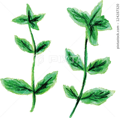 Aroma essential oil herbal peppermint 124287320
