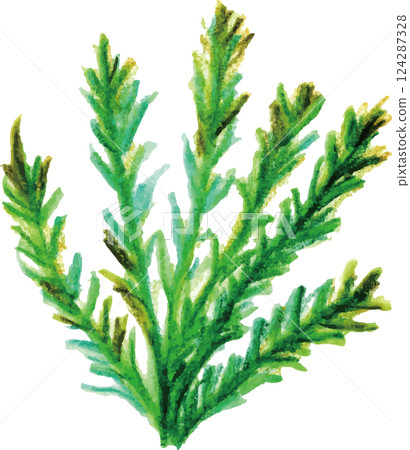 基於芳香精油樹的茶樹 基於芳香精油樹的茶樹 124287328