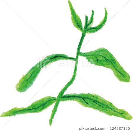 芳香精油樹為基礎的輻射桉樹 芳香精油樹為基礎的輻射桉樹 124287330