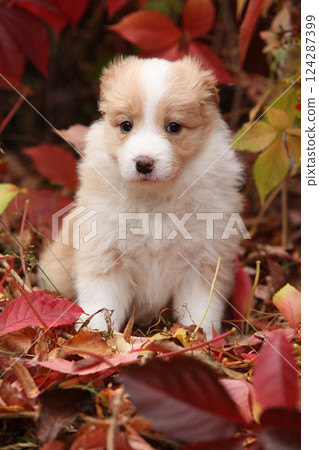 Border collie in front of red leaves Border collie in front of red leaves 124287399