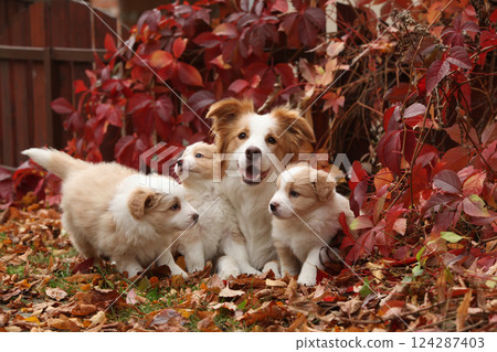 Border collie bitch with its puppy in front of red leaves 124287403