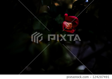 <五島風景> 黎明的山茶花 124287491