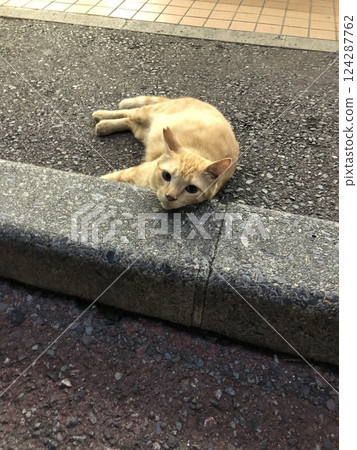 A cat who greets me in front of a convenience store on my way home from work saying, "Good work!" 124287762