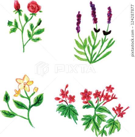 芳香精油花香 124287877