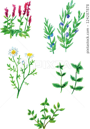 芳香精油草本 124287878