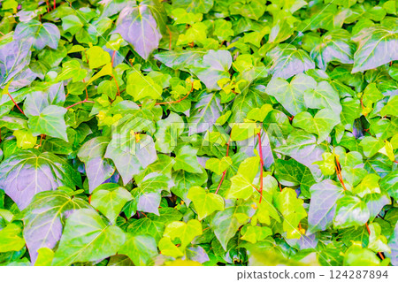 Colorful ivy leaves 124287894