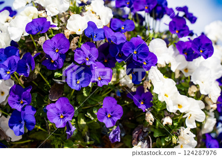 紫白色紫羅蘭花田③ 紫白色紫羅蘭花田③ 124287976