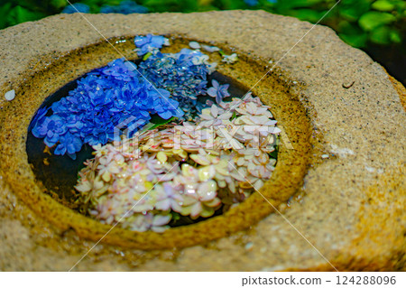 長谷寺的繡球花(六月) 長谷寺的繡球花(六月) 124288096