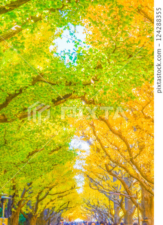 Meiji Jingu Gaien Ginkgo Trees Meiji Jingu Gaien Ginkgo Trees 124288355