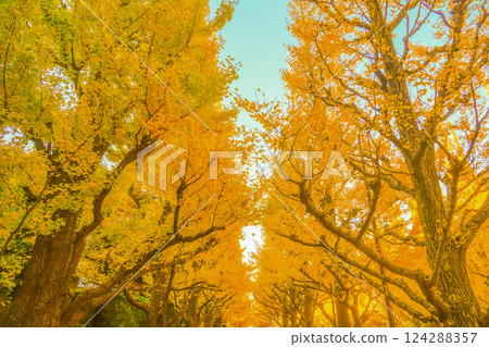 Meiji Jingu Gaien Ginkgo Trees Meiji Jingu Gaien Ginkgo Trees 124288357
