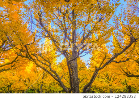 Meiji Jingu Gaien Ginkgo Trees 124288358