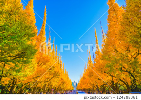Meiji Jingu Gaien Ginkgo Trees Meiji Jingu Gaien Ginkgo Trees 124288361