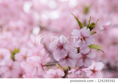 Kawazu cherry blossoms sparkle pink in the early spring sunlight 124288392