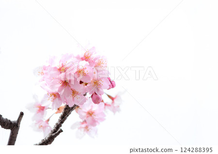 Kawazu cherry blossoms sparkle pink in the early spring sunlight Kawazu cherry blossoms sparkle pink in the early spring sunlight 124288395