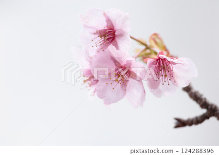 Kawazu cherry blossoms sparkle pink in the early spring sunlight 124288396