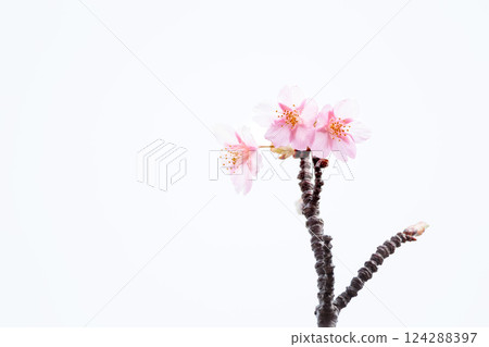 Kawazu cherry blossoms sparkle pink in the early spring sunlight 124288397