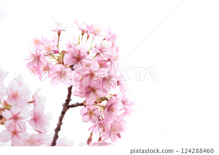 河津櫻花在早春的陽光下閃閃發光 124288460