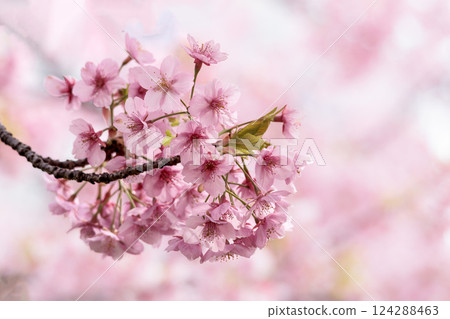 Kawazu cherry blossoms sparkle pink in the early spring sunlight Kawazu cherry blossoms sparkle pink in the early spring sunlight 124288463