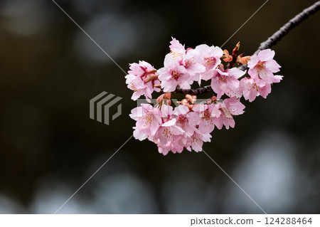 Kawazu cherry blossoms sparkle pink in the early spring sunlight Kawazu cherry blossoms sparkle pink in the early spring sunlight 124288464