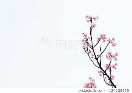 Kawazu cherry blossoms sparkle pink in the early spring sunlight 124288466
