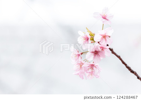 Kawazu cherry blossoms sparkle pink in the early spring sunlight 124288467