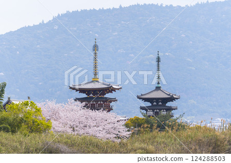 Nishinokyo - View of Yakushiji Temple across the large pond - Cherry blossoms in full bloom 124288503
