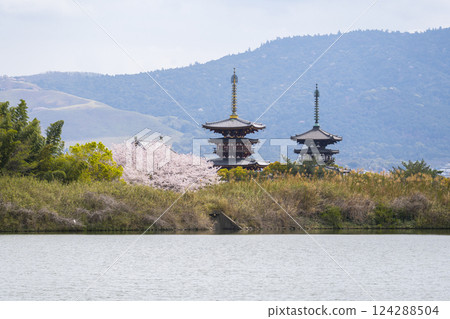 Nishinokyo - View of Yakushiji Temple across the large pond - Cherry blossoms in full bloom 124288504