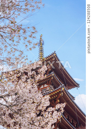 盛開的櫻花和藥師寺西塔 124288508