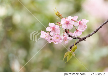 Kawazu cherry blossoms sparkle pink in the early spring sunlight Kawazu cherry blossoms sparkle pink in the early spring sunlight 124288534