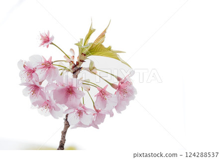 Kawazu cherry blossoms sparkle pink in the early spring sunlight 124288537