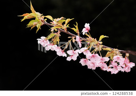Kawazu cherry blossoms sparkle pink in the early spring sunlight Kawazu cherry blossoms sparkle pink in the early spring sunlight 124288538