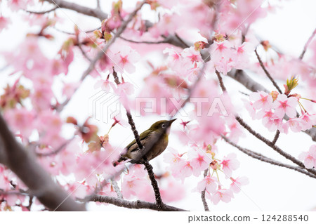 Kawazu cherry blossoms sparkle pink in the early spring sunlight 124288540