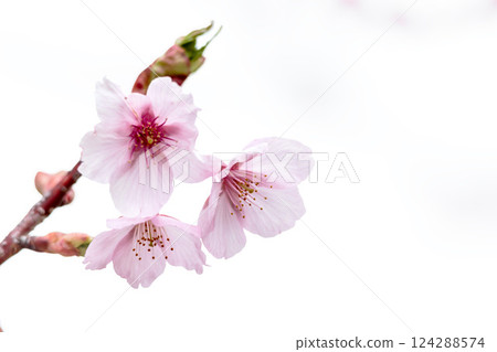 Kawazu cherry blossoms sparkle pink in the early spring sunlight Kawazu cherry blossoms sparkle pink in the early spring sunlight 124288574