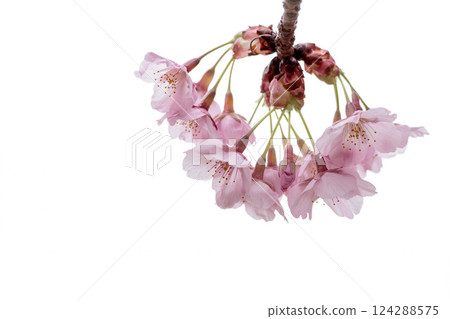 河津櫻花在早春的陽光下閃閃發光 124288575