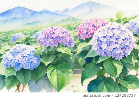 繡球花和山 124288737