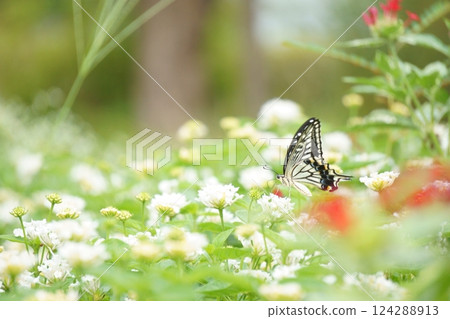 A swallowtail butterfly sucking nectar from a white lantana A swallowtail butterfly sucking nectar from a white lantana 124288913