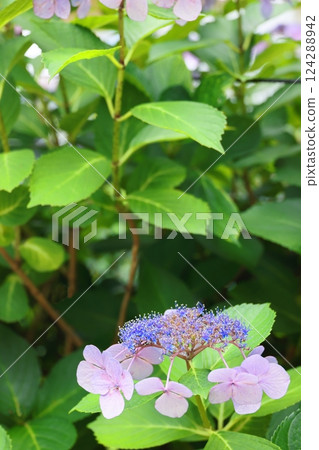 Blue hydrangea 124288942
