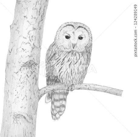 Ezo owl_pencil drawing 124289149