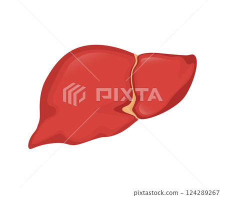Flat illustration with liver on white background for medical design. Health care. Vector hepatic system organ, digestive gallbladder organ. Flat illustration with liver on white background for medical design. Health care. Vector hepatic system organ, digestive gallbladder organ. 124289267