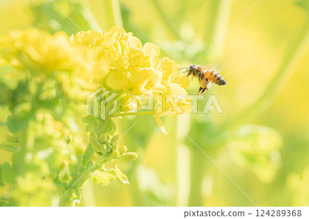 在強姦領域的蜂 124289368