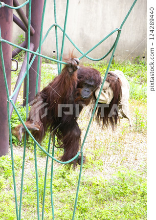 猩猩 124289440